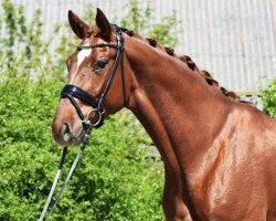 dressage horse Ferdinand 367 (Hanoverian, 2019, from Finnigan)