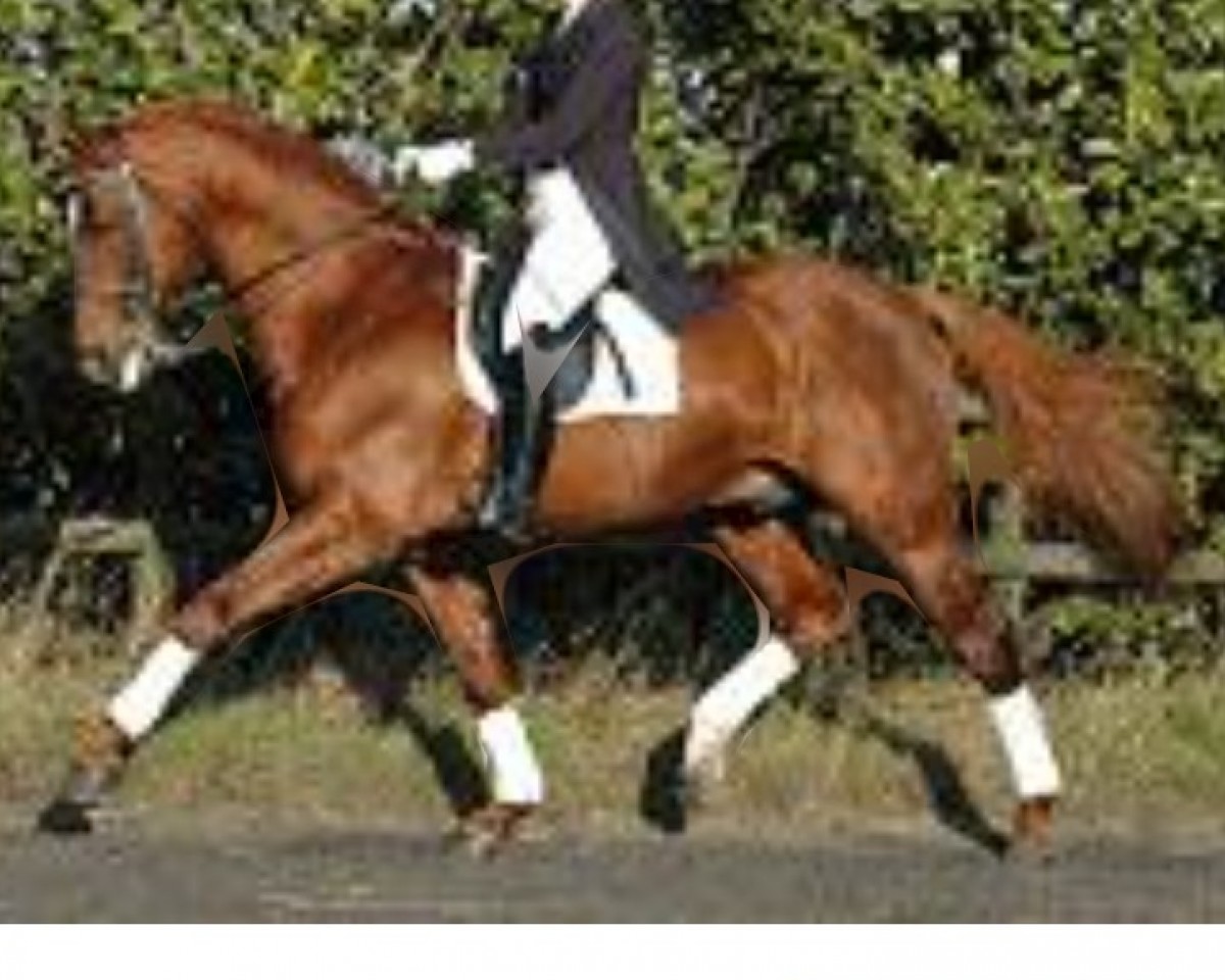 stallion Monte Cassino (Westphalian, 1996, from Mailänder)