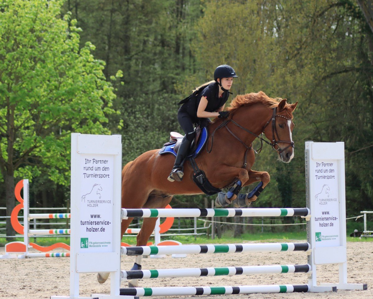 Springpferd Bonfire Heart 14 (Deutsches Sportpferd, 2016, von Beckham GT)