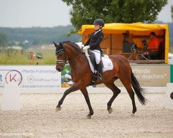 dressage horse Cora H (German Riding Pony, 2007, from Veivel R)