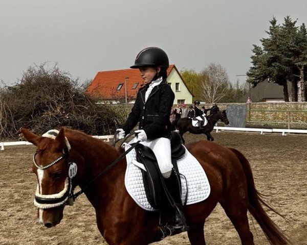 Springpferd Daggy 14 (Deutsches Reitpony, 2000, von Leicester)