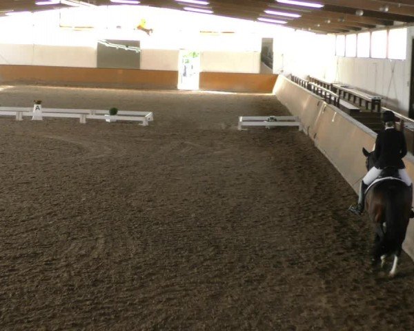 Reitturnier Hildesheim-Steuerwald 2024