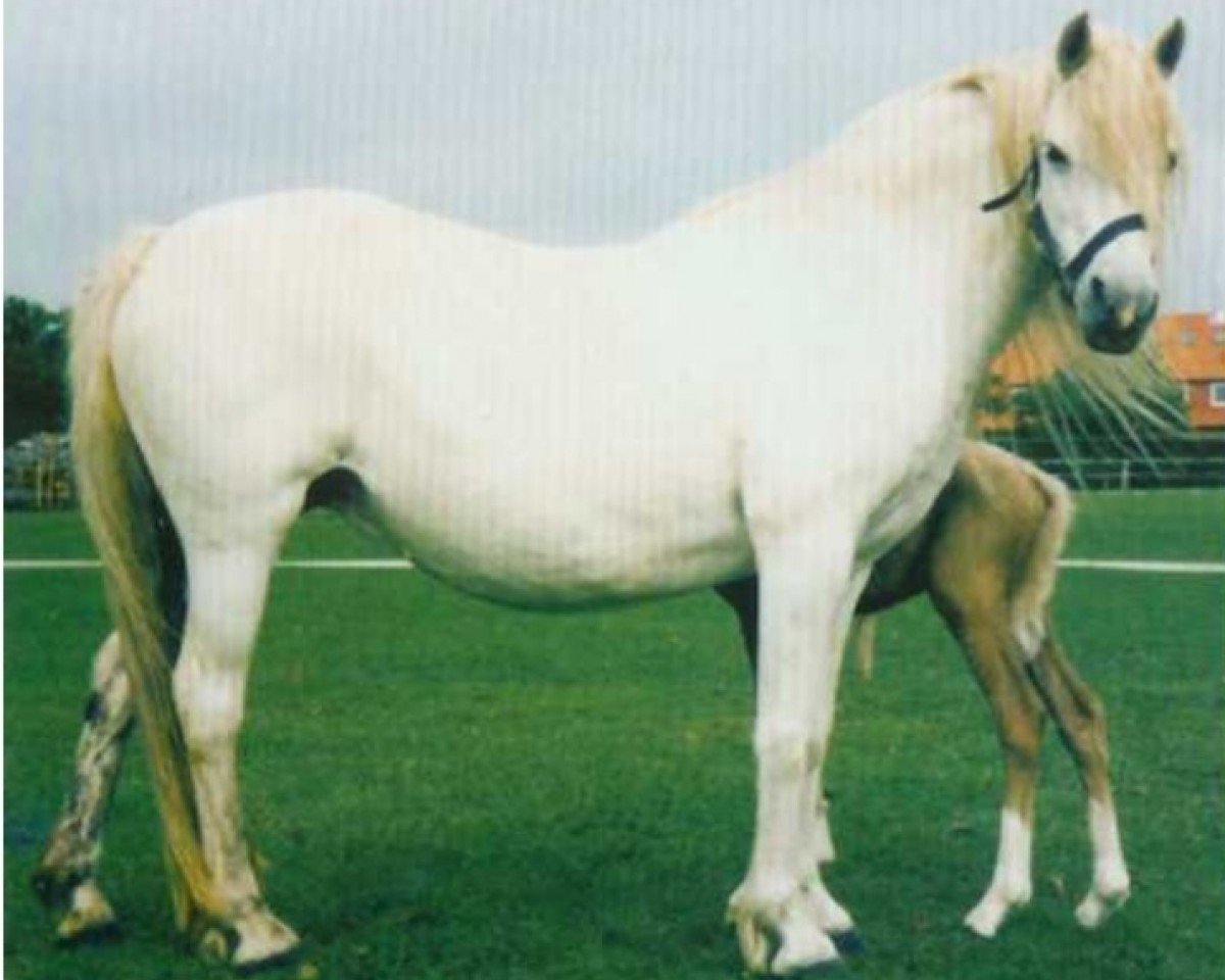 Zuchtstute Apero Beach (Welsh Pony (Sek.B), 1985, von Giglbergs Cognac)