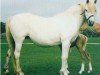 Zuchtstute Apero Beach (Welsh Pony (Sek.B), 1985, von Giglbergs Cognac)