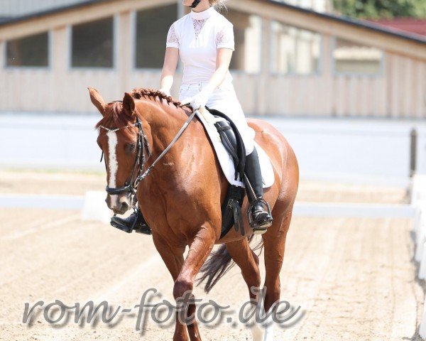 dressage horse Lescalina (unknown, 2013)