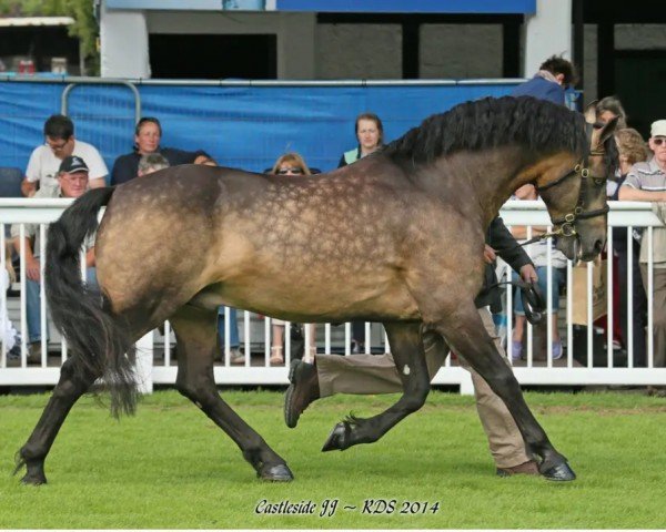 stallion Castleside JJ (Connemara Pony, 1995, from Westside Mirah)