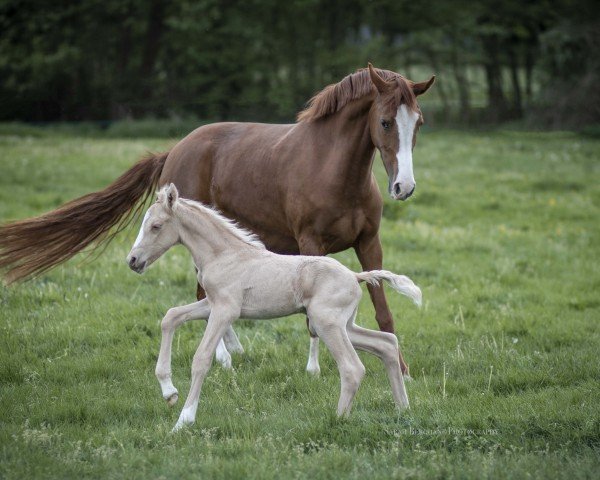 dressage horse Hengst von Darubi Gold / Going East (German Riding Pony, 2022, from Darubi Gold)