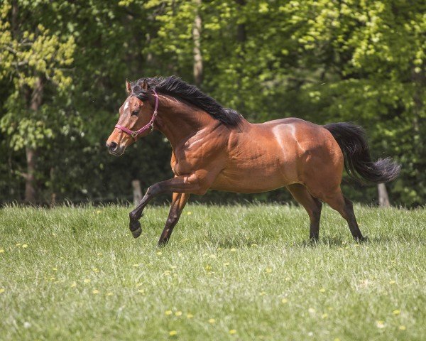 Pferd Starlite Dancer (Englisches Vollblut, 2016, von Canford Cliffs xx)