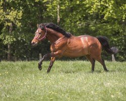 horse Starlite Dancer (Thoroughbred, 2016, from Canford Cliffs xx)