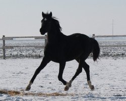 dressage horse Dark Denver (Hanoverian, 2014, from Dauphin)