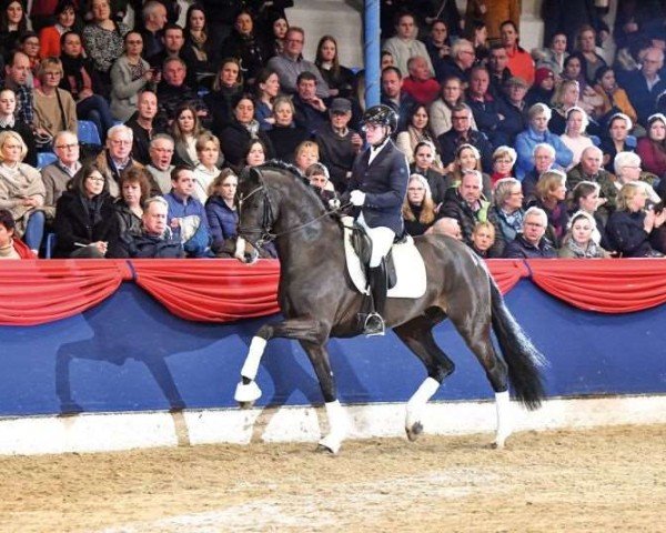 stallion Sebastino PS (Oldenburg, 2018, from Secret)