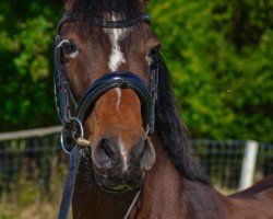 Springpferd Dante 124 (Deutsches Reitpony, 2012, von Dance On Top)