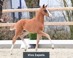 dressage horse Hengst von V-Power / Romanov Blue Ho (Oldenburg, 2024, from V-Power)