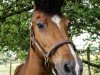 dressage horse Nobile 10 (German Riding Pony, 1996, from Nightstar)