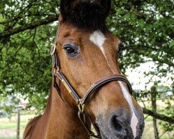 dressage horse Nobile 10 (German Riding Pony, 1996, from Nightstar)