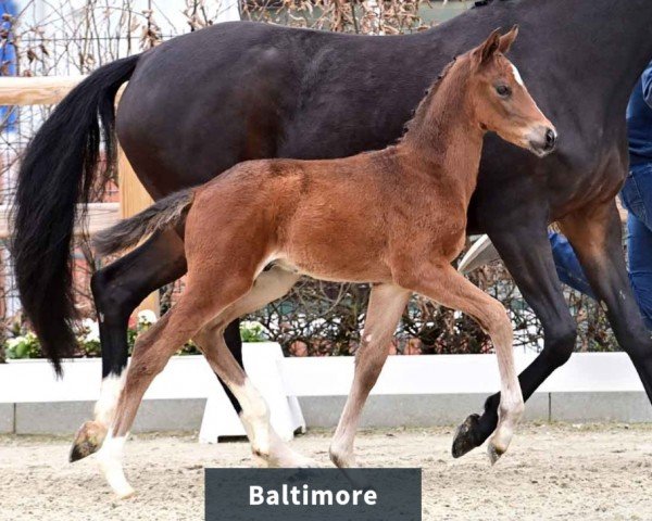 foal by Hengst von Bon Esprit / Danciano (Oldenburg, 2024, from Bon Esprit)