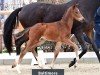 foal by Hengst von Bon Esprit / Danciano (Oldenburg, 2024, from Bon Esprit)