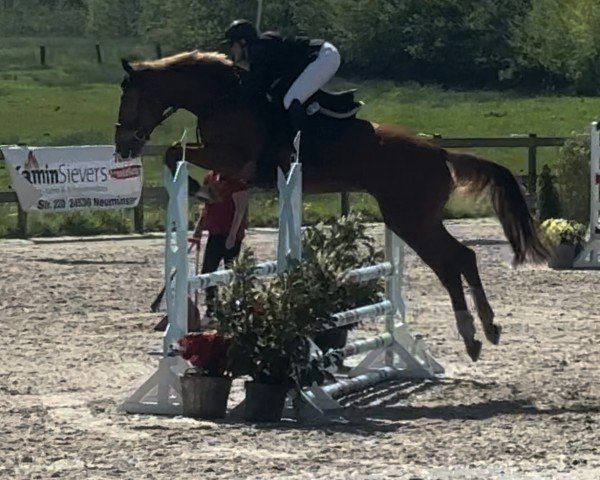 jumper Kasimir P (German Sport Horse, 2018, from Karl von Linde P)