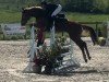 jumper Kasimir P (German Sport Horse, 2018, from Karl von Linde P)