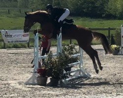 jumper Kasimir P (German Sport Horse, 2018, from Karl Von Linde P)