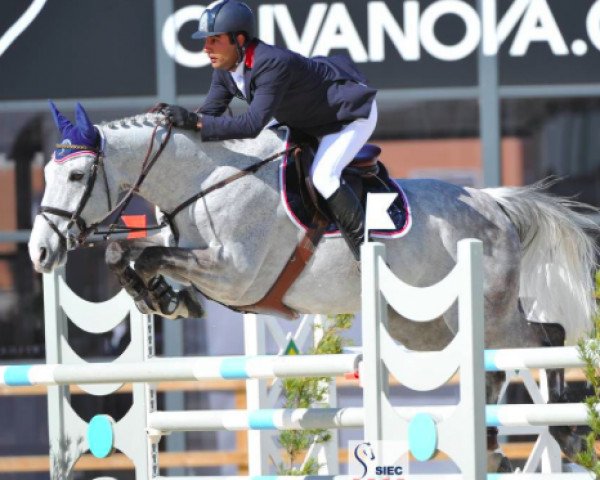 jumper Siec Castlekelly Finn (Irish Sport Horse, 2003, from Fortunus)