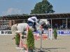 jumper Condee vom Wilhelmshof (German Sport Horse, 2009, from Clinton I)