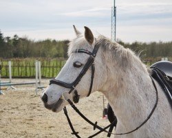 dressage horse Chanel (German Riding Pony, 2011, from Gold of Capri)