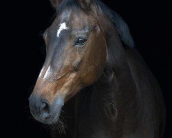 broodmare Great Hope (Hanoverian, 2002, from Goodman)