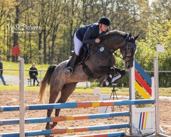 broodmare Legend of Amber S.F. (German Sport Horse, 2019, from Cayado 3)