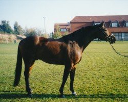 horse Rockford 10 (Westphalian, 1995, from Rhodos)