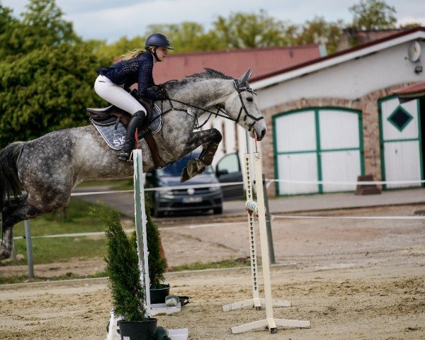 Springpferd Louisdor (Deutsches Sportpferd, 2012, von FBW Lacando de L)