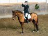 dressage horse Laredo 200 (Hanoverian, 2004, from Londonderry)