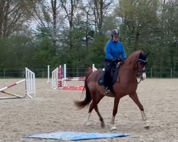 broodmare Carlotta de Coeur S (Westphalian, 2020, from Cupmo)