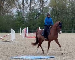 broodmare Carlotta de Coeur S (Westphalian, 2020, from Cupmo)