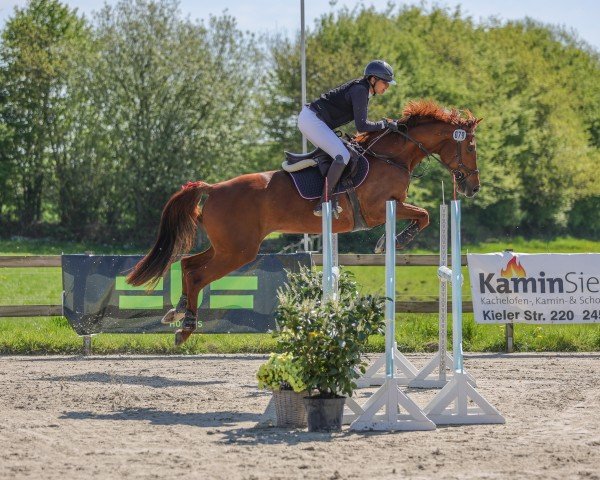 Springpferd Cadiz Red (Holsteiner, 2016, von Casaltino)