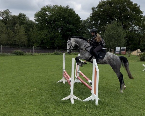 broodmare Lulu FF (Mecklenburg, 2017, from Landfürst F)