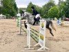 dressage horse Coeur Lumiere (Oldenburg show jumper, 2017, from Cap Chap)