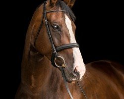 dressage horse Donnamara (Deutsches Sportpferd, 2010, from Don Diamond)