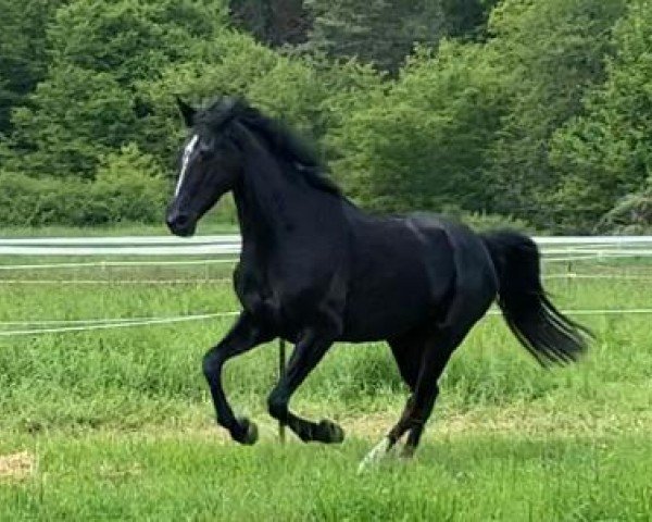 dressage horse Davita 20 (Westphalian, 2015, from Danciano)