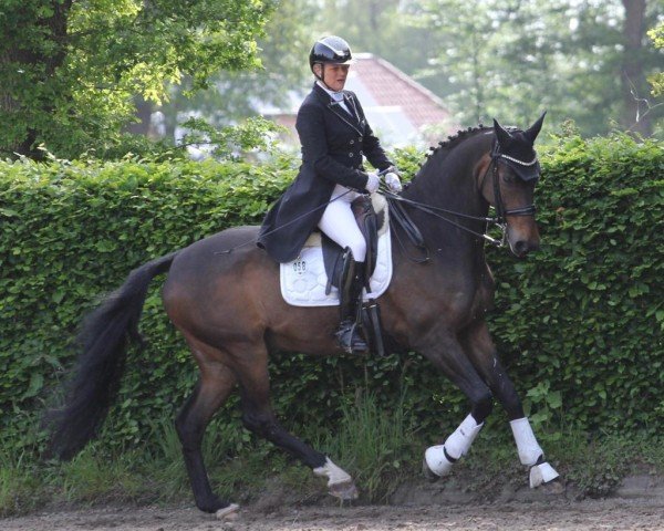 dressage horse Lindström H (Hanoverian, 2009, from Locksley II)