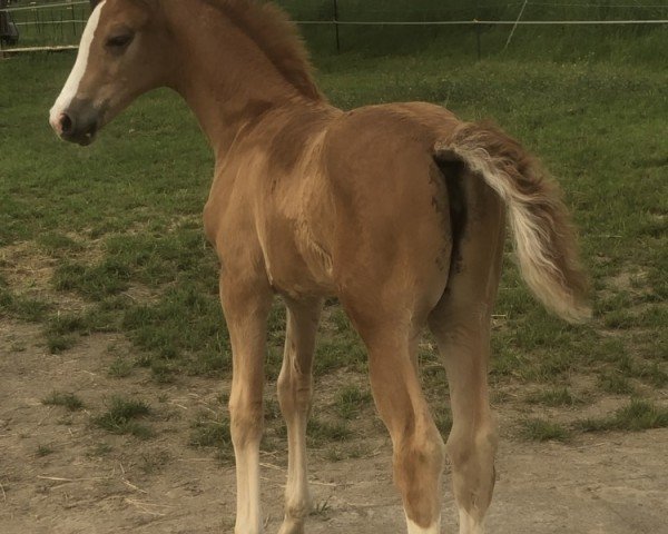 dressage horse Eviva (Westphalian, 2023, from Escolar)