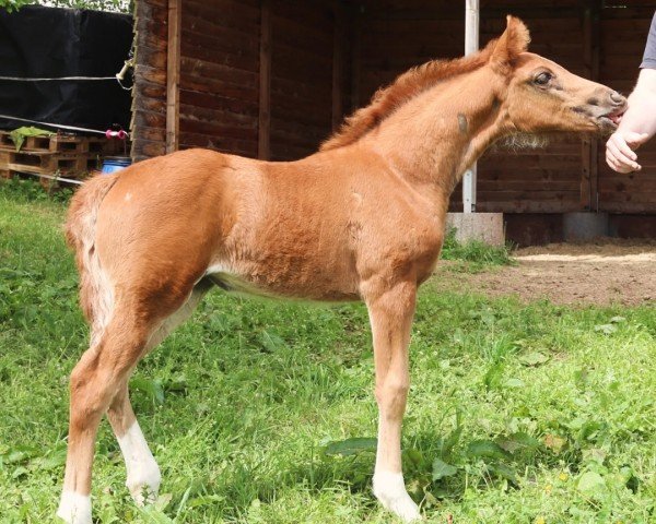 foal by Elodie Esprit ZGSH (Westphalian, 2024, from Esmeraldo FM)