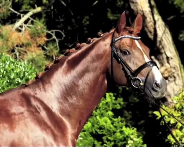 dressage horse Fortissimo D'Rose (Westphalian, 2008, from Florestan I)