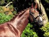 dressage horse Fortissimo D'Rose (Westphalian, 2008, from Florestan I)