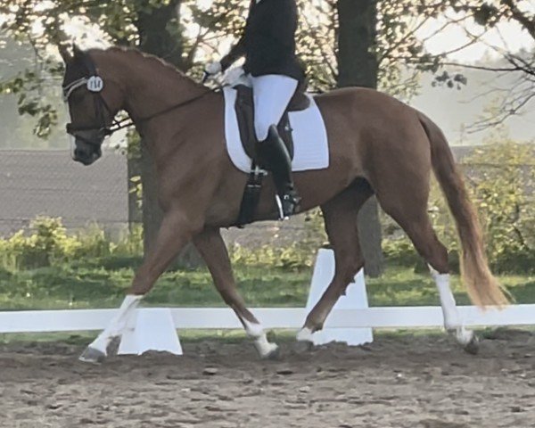 dressage horse Dreamy 27 (Hanoverian, 2020, from Damaschino)