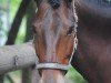 dressage horse Caherlistrane Bay Champ (Connemara Pony, 2016, from Caherlistrane Prince)