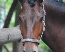 Dressurpferd Caherlistrane Bay Champ (Connemara-Pony, 2016, von Caherlistrane Prince)