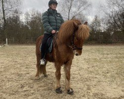 horse Hrannar (Iceland Horse, 2011, from Sveinn-Hervar fra Thufu i Landeyjum)