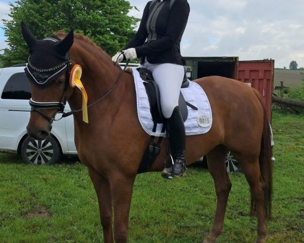dressage horse Das Goldstück (Rhinelander, 2019, from Destano)