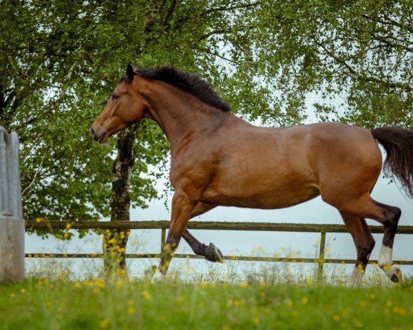 Pferd Marakesch (Ukrainisches Reitpferd, 2019, von Cortes C)